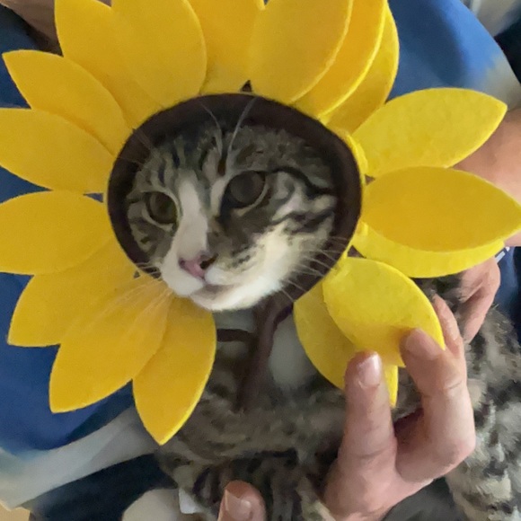 sunnflower14